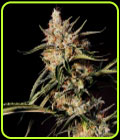 New Jack City - Original Dampkring Genetics