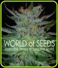 New York 47 - World of Seeds