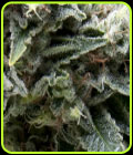 New York City CBD Auto - Pyramid Seeds