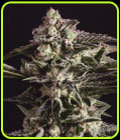 New York City Diesel x SCBDX - Super CBDx Seeds