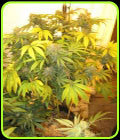 New York Cookies Haze - Connoisseur Genetics