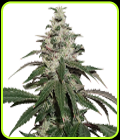 Nicole Cream Autoflower - Seed Stockers