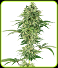 Nicole Hindu Kush - White Label Seeds