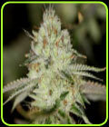 NightFire OG - Sin City Seeds
