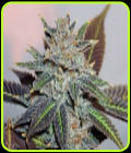 Night Nurse - BC Bud Depot