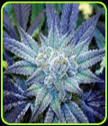 Night Terror OG - Rare Dankness Seeds