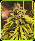 Nightcrawler OG - Top Shelf Elite Seeds