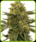 Nikki & Swami's Lemon OG - BlimBurn Seeds