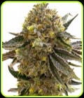Nikki & Swami's Maracuya - BlimBurn Seeds