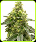 Nikki & Swami's Taängie - BlimBurn Seeds