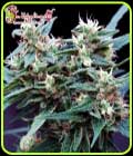Ninja Zkittles - Dr Krippling Seeds