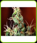 Nitro Express - Kaliman Seeds