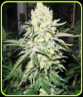 No Name - Medical Seeds