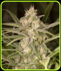 No Name Auto - Medical Seeds
