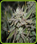 Nomad - Jinxproof Genetics