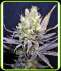 CBD Nordle - CBD Crew Seeds
