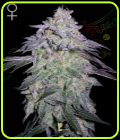 Nori Cake - Green House Seeds