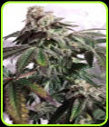 North London Church Cookies - Connoisseur Genetics