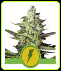 SALE - North Thunderfuck Auto - Royal Queen Seeds - Royal Queen Seeds