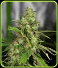 NorthernCheese - Dready Seeds