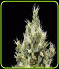Northern - CBD Seeds