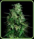 Northern Delights Auto - VIP Seeds