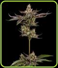 Northern Lemons - Green Bodhi Seeds