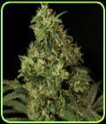 Northern Light - The Bulldog Seeds