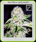Northern Light Automatic - BlimBurn Seeds