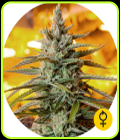 Northern Light Auto - The Bulldog Seeds