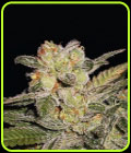 Northern Light Auto - Expert Seeds