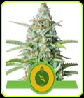 Northern Light Automatic - Royal Queen Seeds