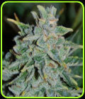 SALE - Northern Light Blue Auto - Delicious Seeds - Delicious Seeds