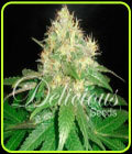 Northern Light Blue - Delicious Seeds