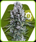 Northern Light XL Auto - Zambeza Seeds