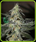 SALE - Northern Light x Big Bud Early - World of Seeds - World of Seeds
