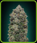Northern Lights - OO Seeds