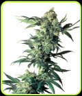 Northern Lights - Sensi Seeds
