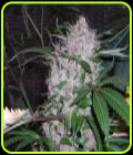 Northern Lights - Phoenix Cannabis Seeds