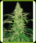 Northern Lights Special - Pyramid Seeds