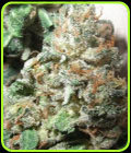 Northern Lights #5 - British Columbia Seeds