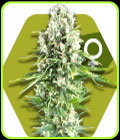 Northern Lights XL - Zambeza Seeds