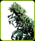 Northern Lights #5 x Haze - Sensi Seeds