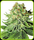 Northern Lights Automatic - White Label Seeds