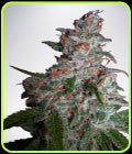 Northern Lights MOC - Ministry of Cannabis