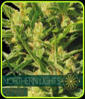 Northern Lights Auto - Vision Seeds