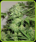 Northern Lights Special - KC Brains