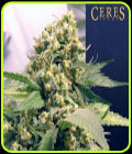 Northern Lights x Skunk #1 - Ceres Seeds