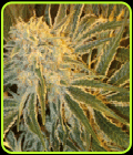 Northern Lights #9 - Sagarmatha Seeds