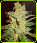 Northern Lights x Big Bud - World of Seeds